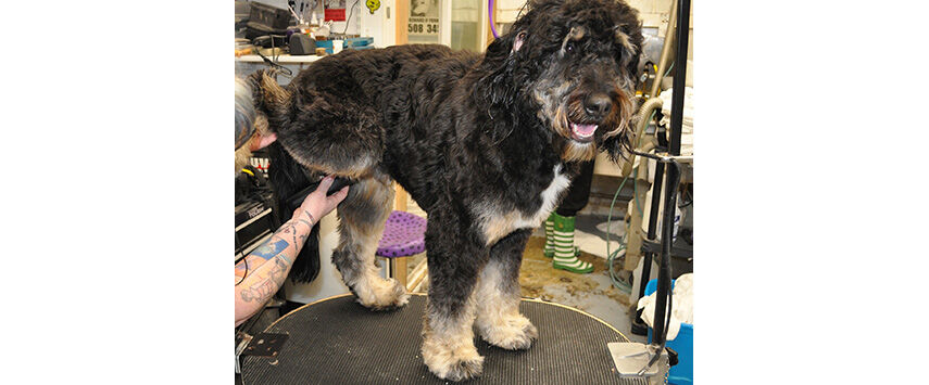 Grooming the Bernadoodle